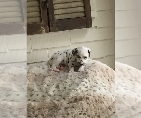 Medium Photo #6 Dalmatian Puppy For Sale in SILVER LAKE, NY, USA