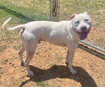 Small Mutt