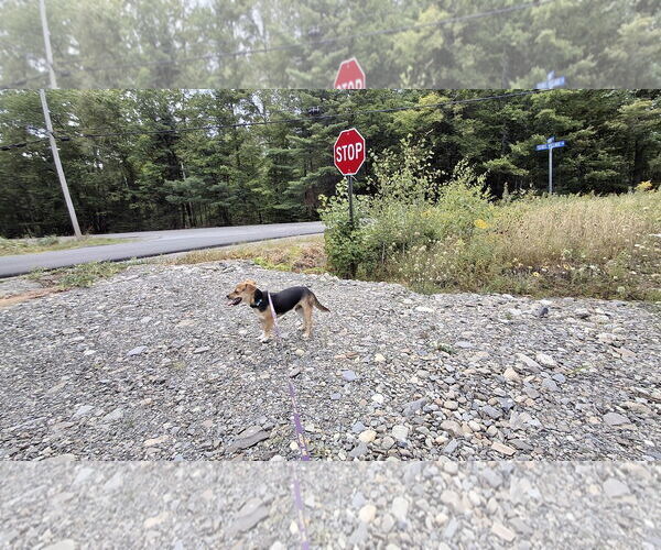 Medium Photo #11 Doxle Puppy For Sale in Sebec, ME, USA