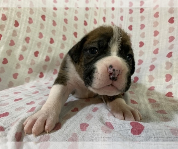 Medium Photo #1 Boxer Puppy For Sale in BRISCOE, MO, USA