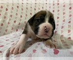 Small Photo #1 Boxer Puppy For Sale in BRISCOE, MO, USA