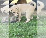 Small #1 Mutt