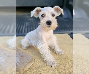 Schnauzer (Miniature) Puppy for sale in BRYANT, AL, USA
