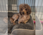 Mera Jun 26 in Foster in Charlotte, NC - Female Poodle (Toy) Dog for Adoption - Small photo