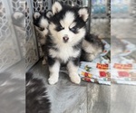 Puppy Neptune Pomsky