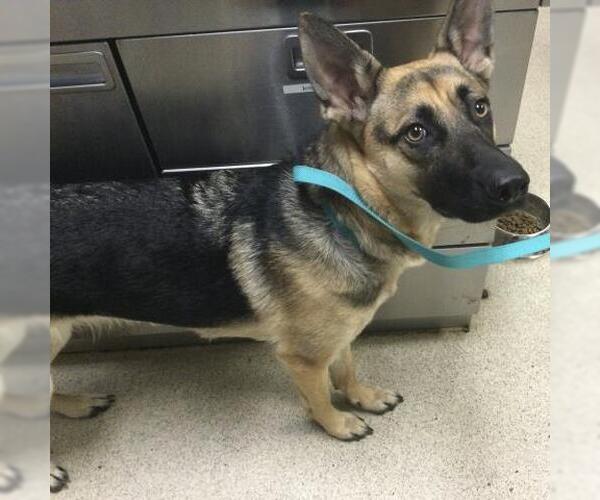 Medium Photo #1 German Shepherd Dog Puppy For Sale in Riverside, CA, USA