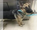Small German Shepherd Dog
