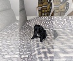 Small Photo #4 Maltipoo Puppy For Sale in STOCKTON, CA, USA