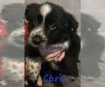Puppy Chris Border-Aussie