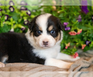 Australian Shepherd Puppy for sale in WESTFIELD, MA, USA