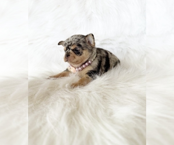 Medium Photo #4 Chihuahua Puppy For Sale in SACRAMENTO, CA, USA