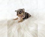 Small #3 Chihuahua