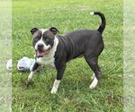 Small #3 American Pit Bull Terrier
