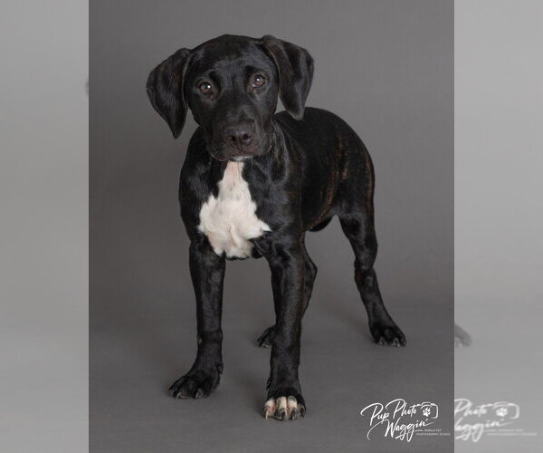 Medium Photo #6 Labrador Retriever-Unknown Mix Puppy For Sale in Claremore, OK, USA