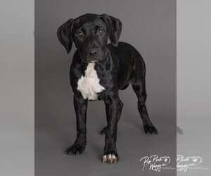Trinity Rodman - Female Labrador Retriever-Unknown Mix Dog for Adoption - Photo #6