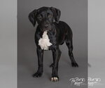 Small #5 Labrador Retriever Mix