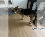 Small #3 German Shepherd Dog