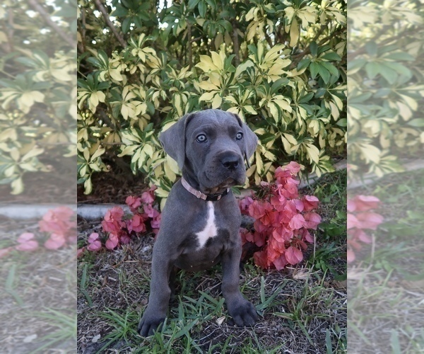 Medium Photo #1 Cane Corso Puppy For Sale in NORTH PORT, FL, USA