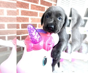 Labrador Retriever Puppy for sale in NEOLA, WV, USA