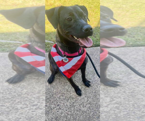Medium Photo #5 Labrador Retriever-Unknown Mix Puppy For Sale in Munford, TN, USA