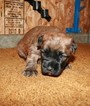 Small Photo #2 Soft Coated Wheaten Terrier Puppy For Sale in CHARLES CITY, IA, USA