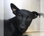 Small Labrador Retriever Mix