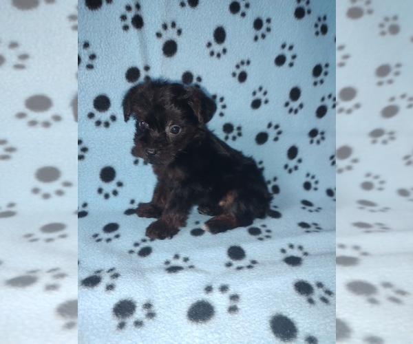 Medium Photo #7 YorkiePoo Puppy For Sale in LAPEER, MI, USA