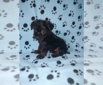 Small #6 YorkiePoo