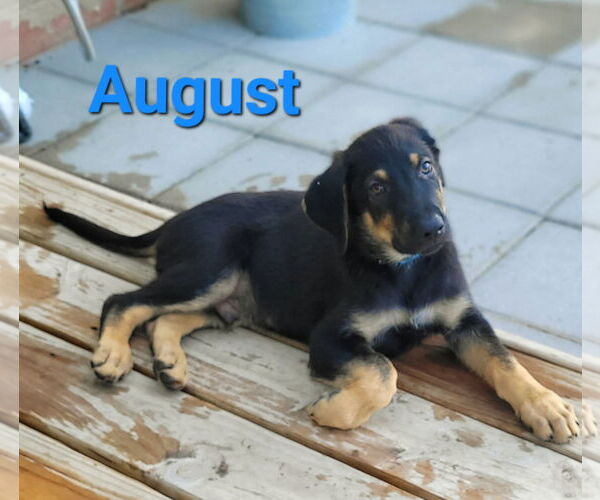 Medium Photo #3 German Shepherd Dog-Weimaraner Mix Puppy For Sale in Des Moines, IA, USA