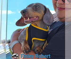 Finley Robert+ - Male Dachshund Dog for Adoption - Photo #7