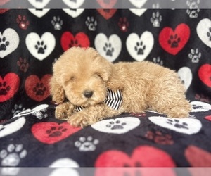 Cock-A-Poo Puppy for sale in LAKELAND, FL, USA