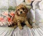 Small Cavapoo-Poodle (Toy) Mix