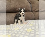 Puppy Rocky Pomsky