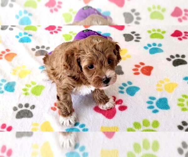 Medium Photo #4 Cock-A-Poo-Poodle (Miniature) Mix Puppy For Sale in ORO VALLEY, AZ, USA