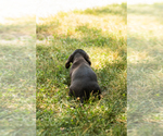 Small #4 Dachshund