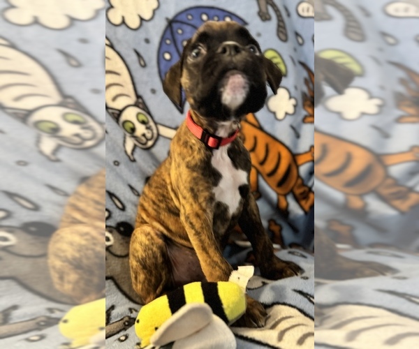Medium Photo #4 Boxer Puppy For Sale in LANSING, MI, USA