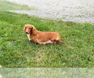 Mother of the Dachshund puppies born on 07/28/2025