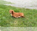Small Photo #1 Dachshund Puppy For Sale in MIDDLEBURY, IN, USA