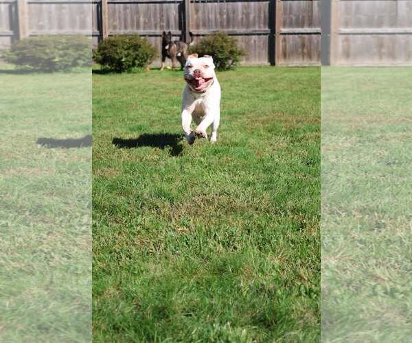 Medium Photo #1 Mutt Puppy For Sale in Waterloo, IA, USA