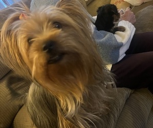 Mother of the Yorkshire Terrier puppies born on 02/17/2024