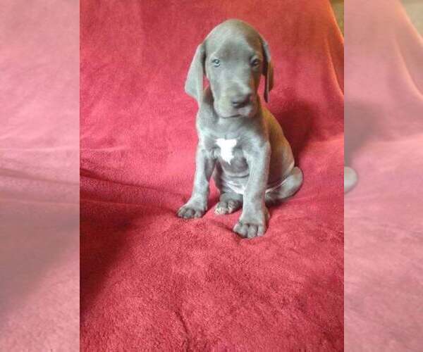 Medium Photo #2 Great Dane Puppy For Sale in MURRAY, KY, USA