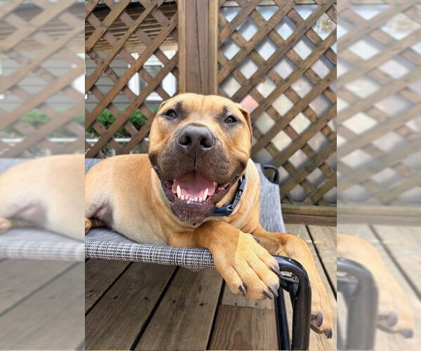Medium Photo #2 American Pit Bull Terrier Puppy For Sale in Matawan, NJ, USA