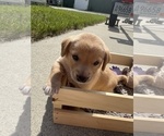 Small Photo #20 Beagle-Shiba Inu Mix Puppy For Sale in TWO RIVERS, WI, USA