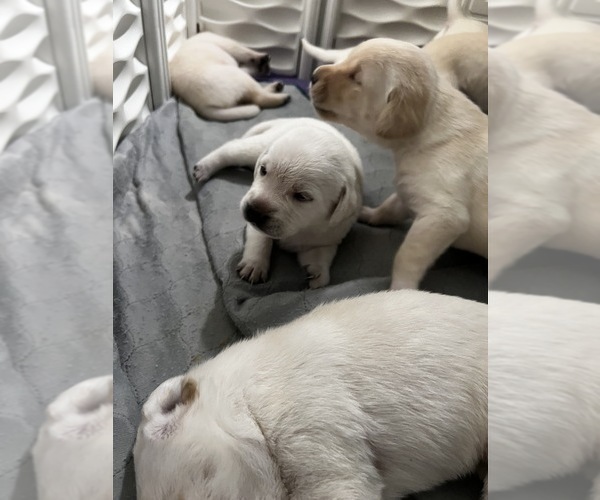 Medium Photo #6 Labrador Retriever Puppy For Sale in CLOVIS, CA, USA