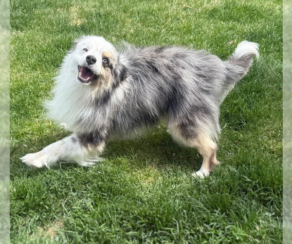 Medium Photo #2 Australian Shepherd Puppy For Sale in MIDWAY, UT, USA