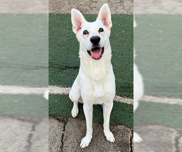Medium Photo #3 German Shepherd Dog Puppy For Sale in Phoenix, AZ, USA