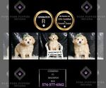 Puppy Cosmoso F1 Maltipoo