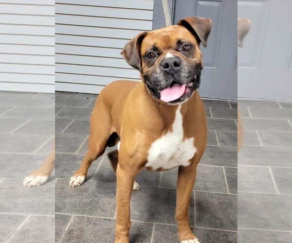 Medium Photo #4 Boxer Puppy For Sale in Burnsville, MN, USA
