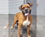 Small #3 Boxer