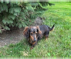 Father of the Dachshund puppies born on 07/28/2025